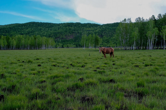 湿地一匹马