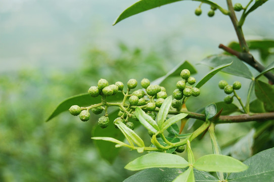 重庆青花椒