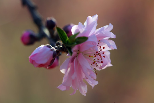 桃花