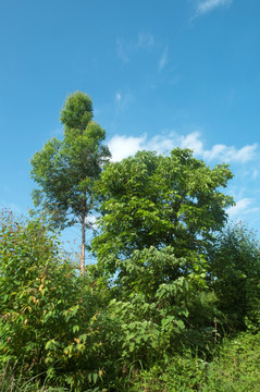 绿树风景