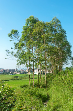 田园绿树风景