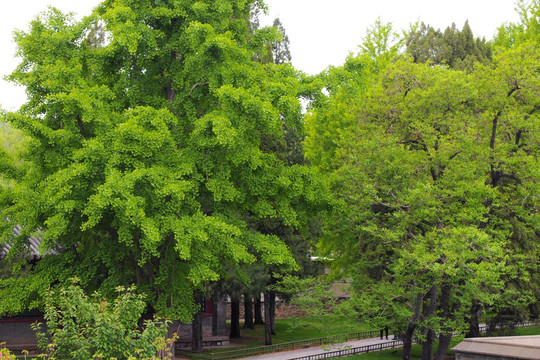 古树 大树成荫 绿色环境