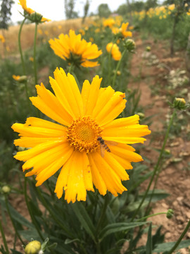 小波斯菊