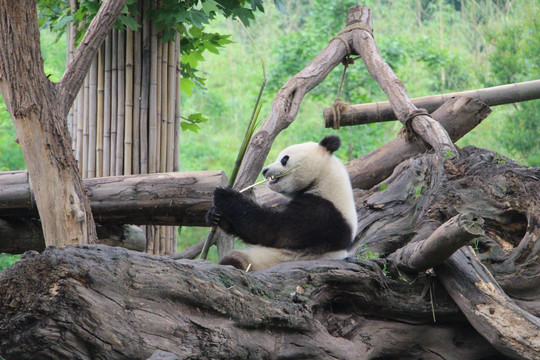 大熊猫 （4）