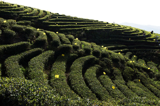 茶山