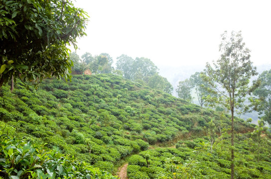 斯里兰卡高山茶园