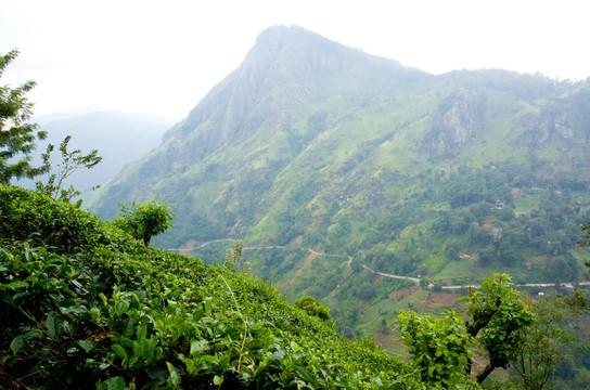 斯里兰卡高山茶园