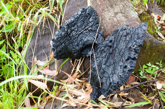 蝴蝶型的木炭
