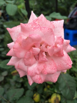 粉色的玫瑰花