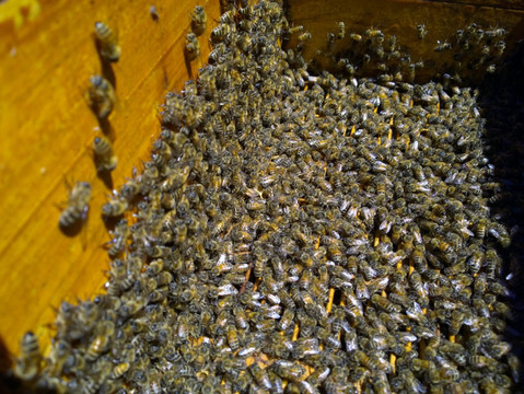 打开蜂箱后的蜜蜂
