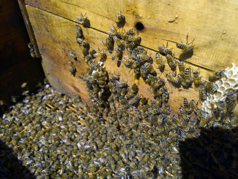蜂箱内的蜜蜂