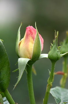 月季花