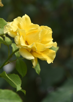 月季花