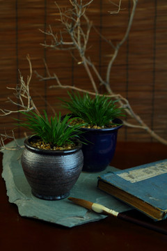 石菖蒲 静物摄影 药用植物