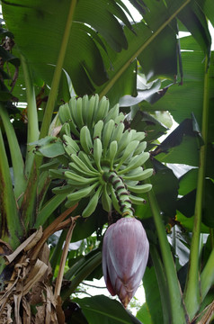 香蕉 （1）