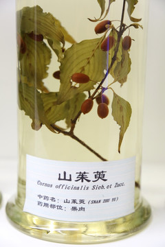 中药材山茱萸