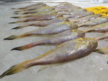 海鲜黄鱼