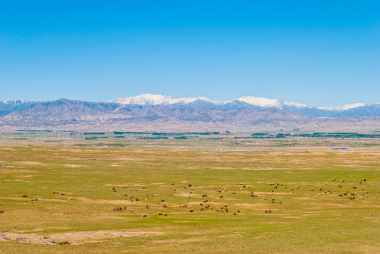 新疆阿勒泰牧场