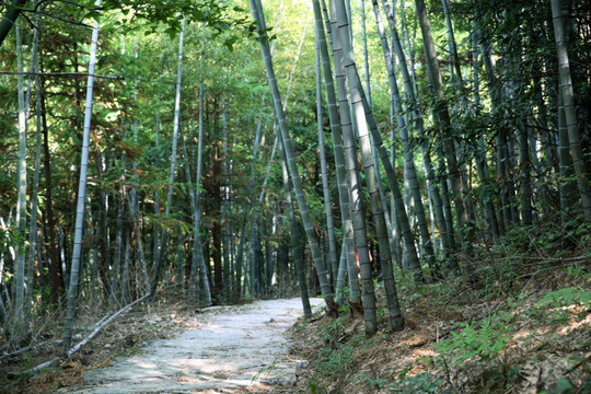 竹林山路  箬岭古道