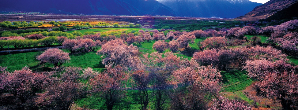 林芝桃花林