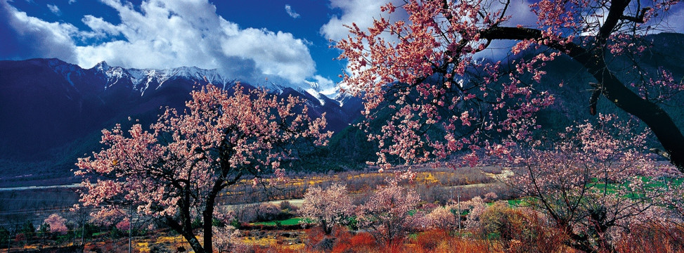 林芝桃花林