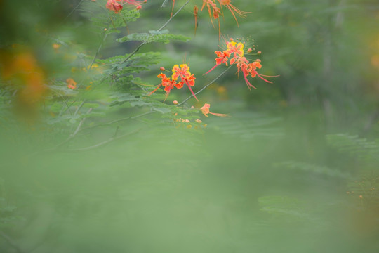 油画凤凰花