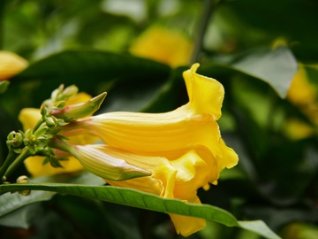 黄婵花 花卉 背景 植物