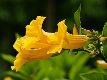 黄婵花 花卉 背景 植物