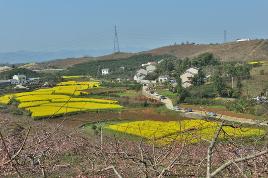 油菜花 花 风景 田园 山村