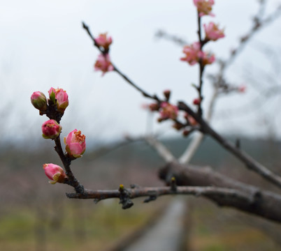 桃花 春天