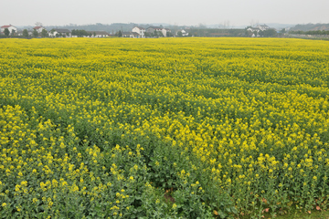 油菜花 田园