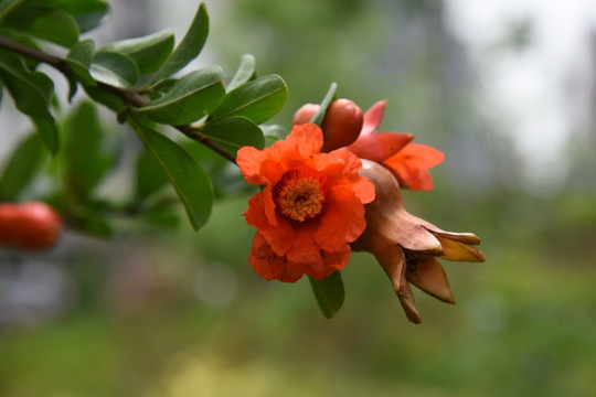 石榴花