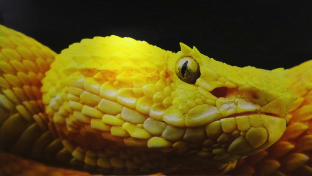 黄色的睫毛蝰蛇