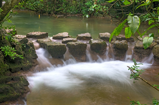 水上森林