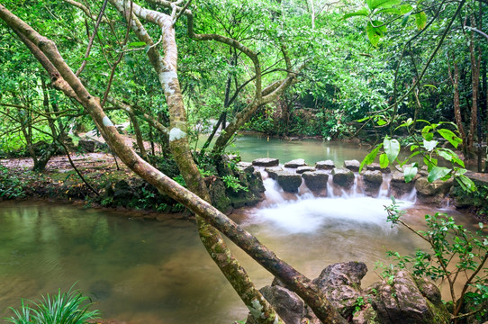 水上森林