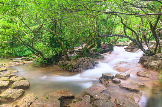 水上森林