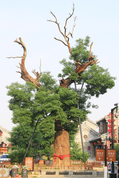 青州千年古槐树