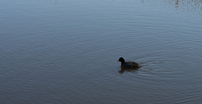 格里芬湖中的水禽
