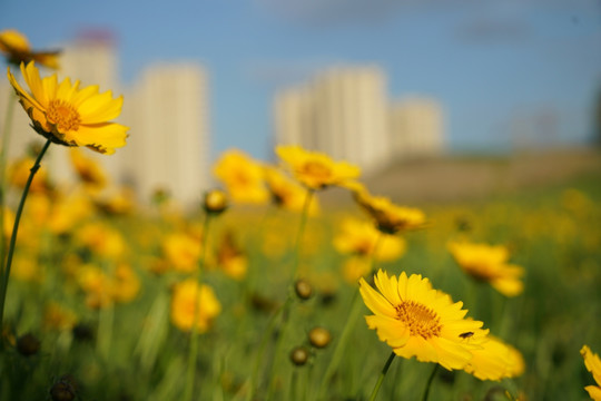 花丛 金鸡菊 风景