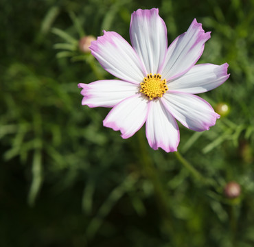 波斯菊