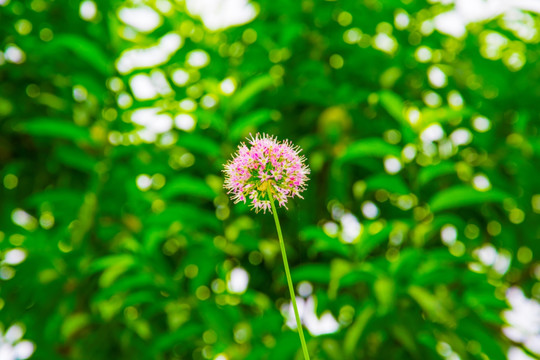 花球 花团