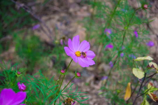 格桑花 蜜蜂