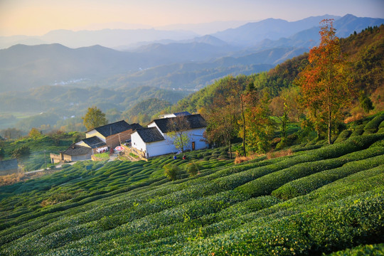 茶园高清精美图片