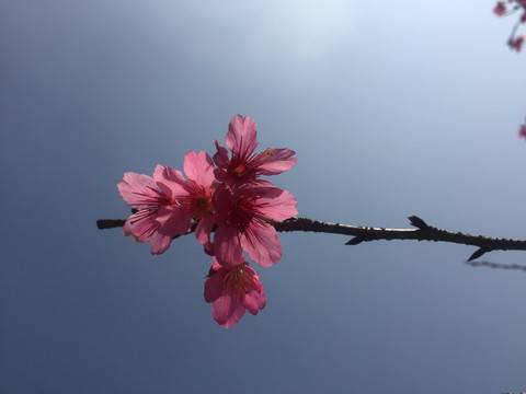 微距粉色樱花