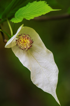 珙桐花