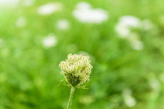 植物园林