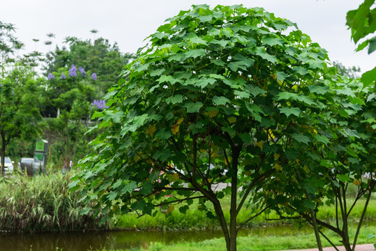 植物园林