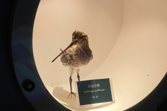 扇尾沙锥鸟类标本