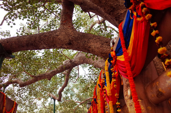 印度菩提迦耶 菩提树