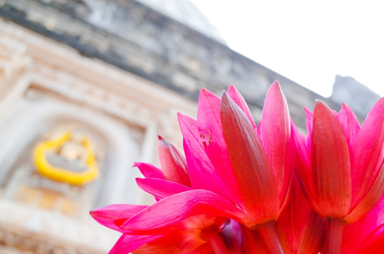 菩提迦耶摩诃菩提寺前的莲花